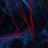 Two and Four Dimensional Numbers
