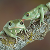 Junior Frogs