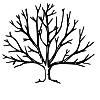 Branching Processes and Extinction