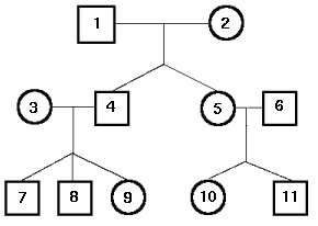 Family Tree