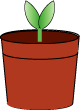 A small plant with two leaves in a pot.