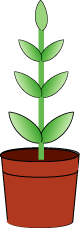 A taller plant with seven leaves in a pot.