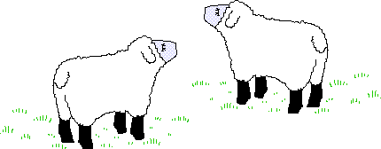 Sheep Talk